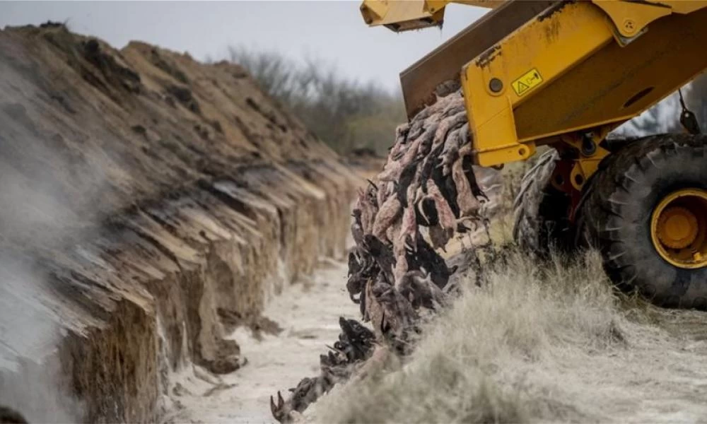 Κορονοϊός: Μετά τη Δανία... και στην Ολλανδία κρούσματα σε φάρμες εκτροφής βιζόν